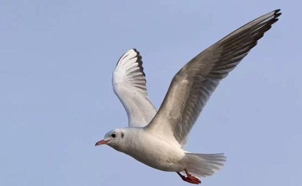 海鸥（网络图片）