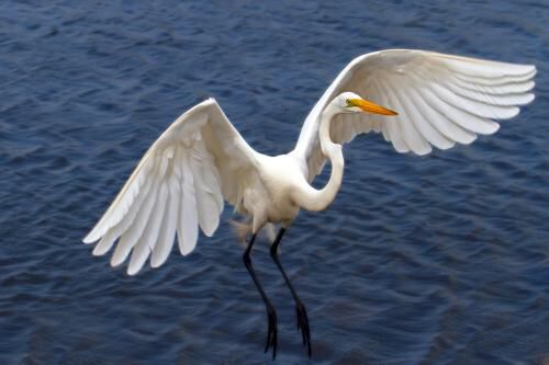 白鹭（网络图片）