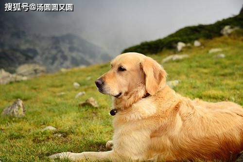 “金毛咳嗽，试试这几种宠物药！”