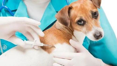 “宠物健康不打针，秘籍分享！”