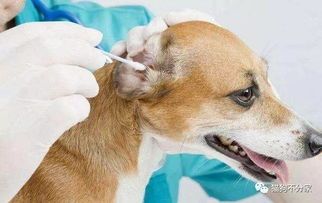 狗狗真菌感染，食疗加药疗，天然食物助康复。