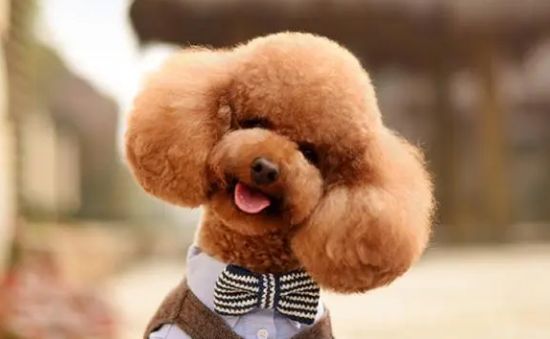 泰迪狗免疫力差，别着急，让它吃这四种食材能提高