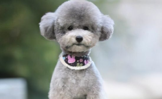 泰迪狗免疫力差，别着急，让它吃这四种食材能提高