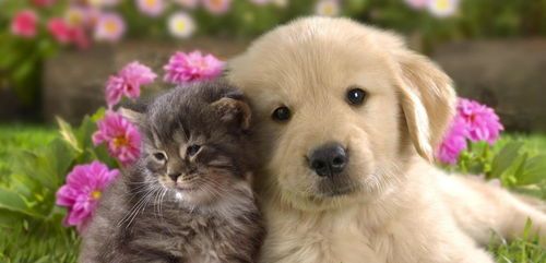 “宠物受伤，皮下气肿，速疗指南！”