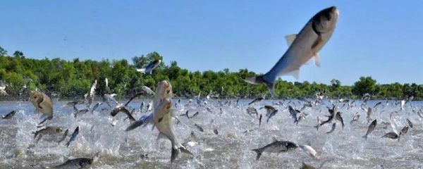 夏季养鱼鱼病的防治措施，需定期冲水换水