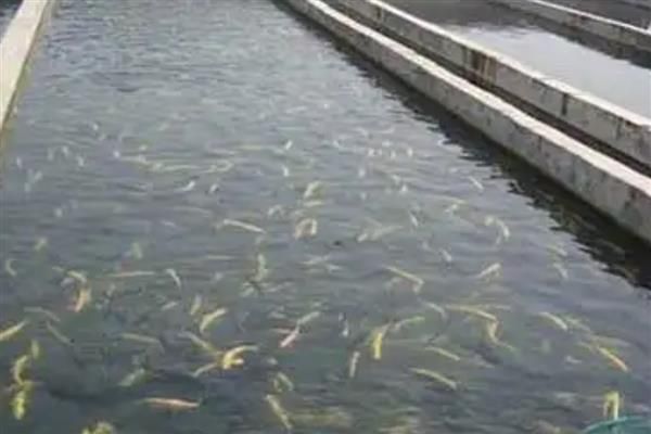 夏季养鱼鱼病的防治措施，需定期冲水换水