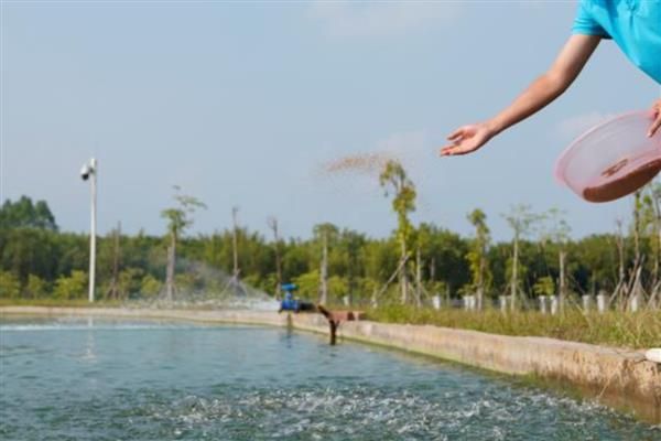 夏季养鱼鱼病的防治措施，需定期冲水换水