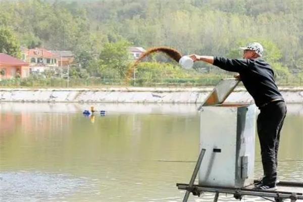 夏季养鱼鱼病的防治措施，需定期冲水换水