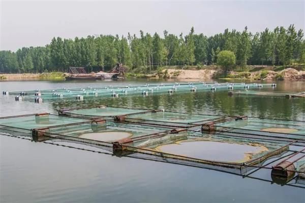 夏季养鱼鱼病的防治措施，需定期冲水换水