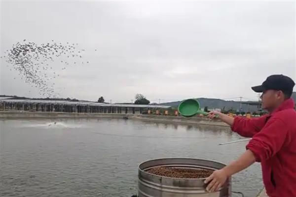 夏季养鱼鱼病的防治措施，需定期冲水换水