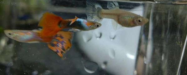 养鱼水怎么养，一般要过滤、充氧才会好