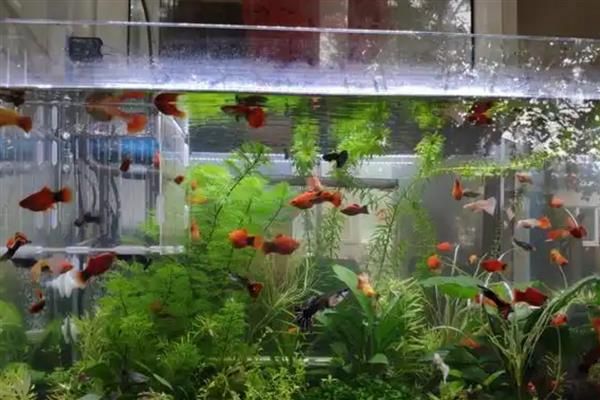 养鱼水怎么养，一般要过滤、充氧才会好