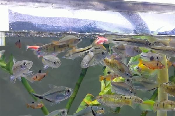 养鱼水怎么养，一般要过滤、充氧才会好