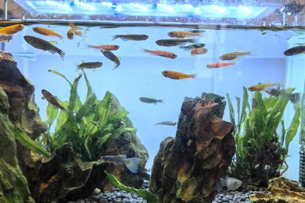 养鱼水怎么养，一般要过滤、充氧才会好