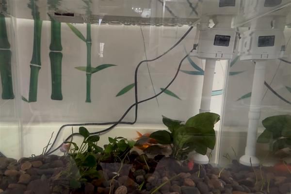 养鱼水怎么养，一般要过滤、充氧才会好