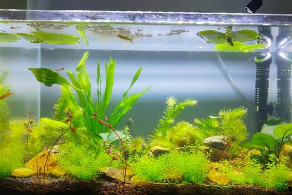 养鱼水怎么养，一般要过滤、充氧才会好