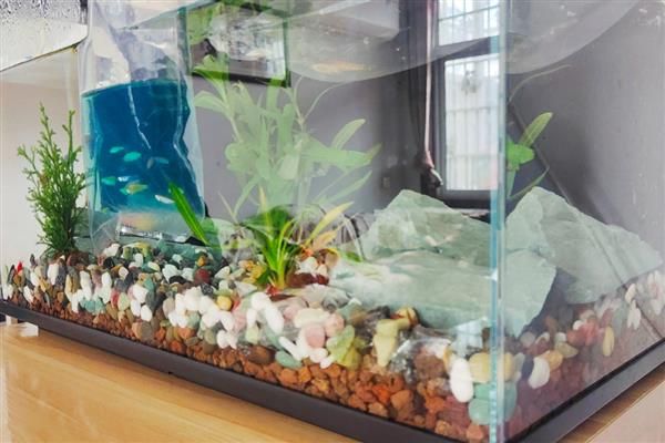 养鱼水怎么养，一般要过滤、充氧才会好