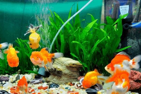 养鱼水怎么养，一般要过滤、充氧才会好