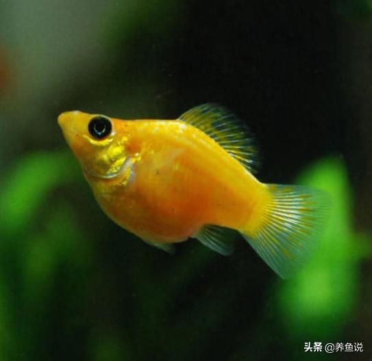 鱼体色突然变淡的潜在原因_观赏鱼应激反应变色_鱼类变色原因