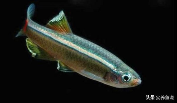 鱼体色突然变淡的潜在原因_鱼类变色原因_观赏鱼应激反应变色
