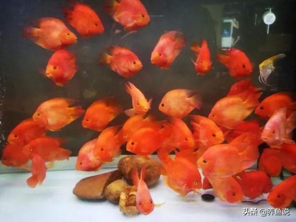 鱼体色突然变淡的潜在原因_鱼类变色原因_观赏鱼应激反应变色