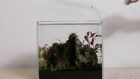 宠物鱼箱DIY指南