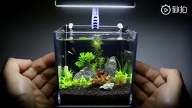 宠物鱼箱DIY指南