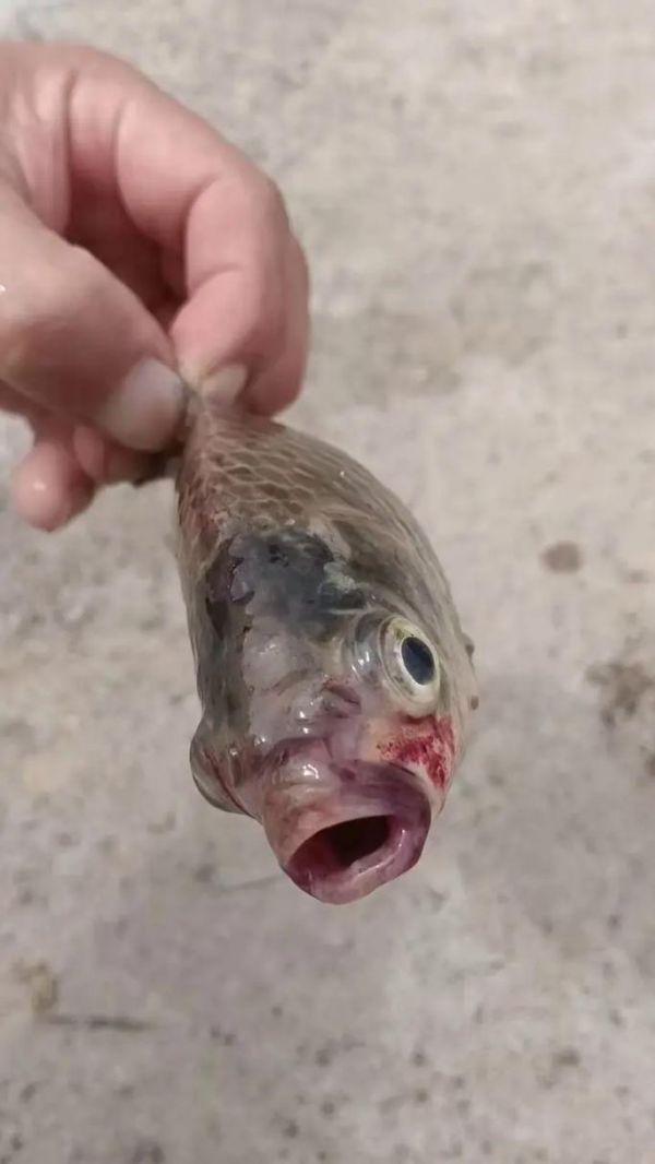 花鲢和鲫鱼死了 肚子发红