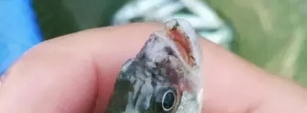 鱼苗趴缸大量死亡原因是什么？如何预防鱼苗死亡？