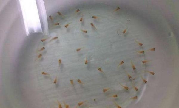 鱼苗趴缸大量死亡原因是什么？如何预防鱼苗死亡？