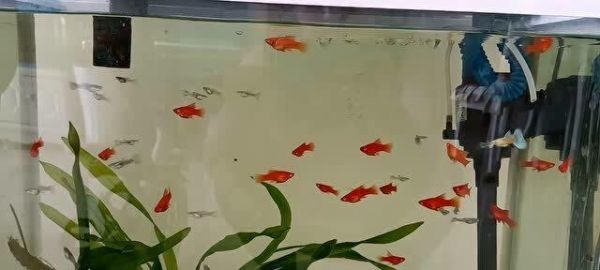 鱼苗趴缸大量死亡原因是什么？如何预防鱼苗死亡？