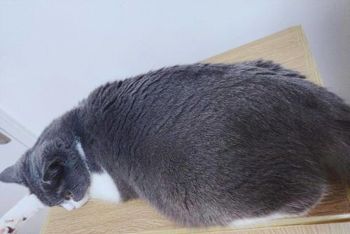 猫咪孕期可推迟几天生产？产期延后是正常现象吗？