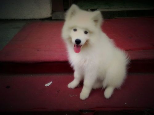 萨摩耶犬瘟热，营养食谱推荐！