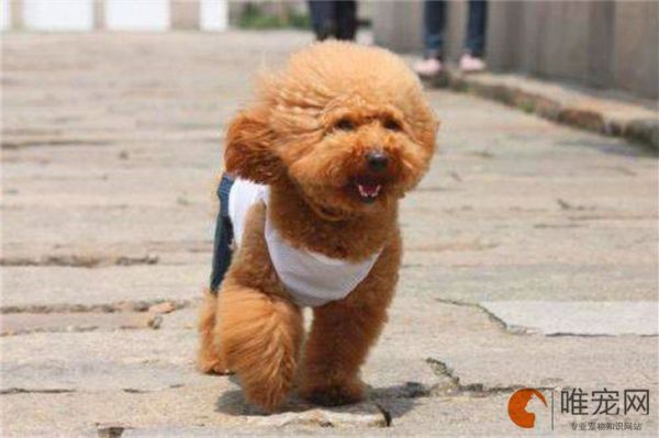 狗狗吃什么毛发亮毛色好 可以吃的食物类型有哪些