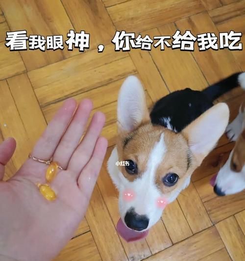 宠物狗的健康离不开脂肪（探究狗狗脂肪的作用和重要性，让宠物更健康）