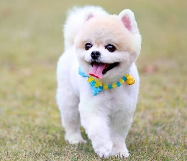 国航宠物托运行李规定要求_宠物与主人同乘航空公司政策_宠物进客舱要求