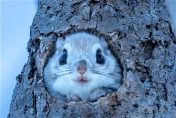 飞鼠核心要点：从分类到习性的深度解析