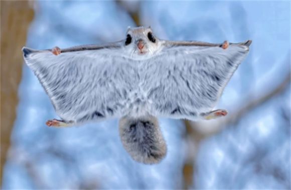 飞鼠核心要点：从分类到习性的深度解析