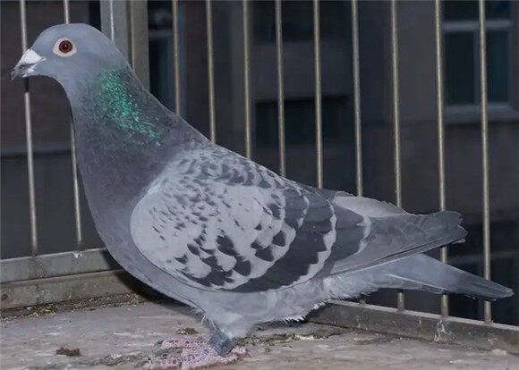 赛鸽比赛期间如何喂养得好?