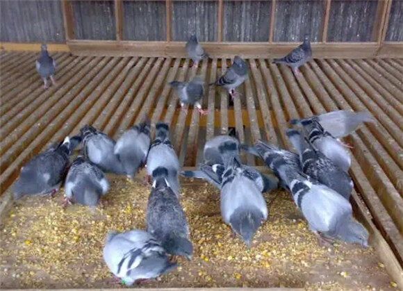 赛鸽比赛期间如何喂养得好?