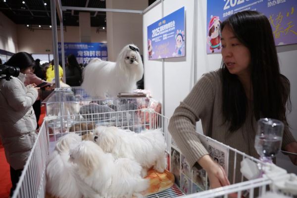 12月20日，平谷区博物馆，2025国际宠物博览会上，一只马尔济斯犬戴着可爱的蝴蝶结。新京报记者 薛珺 摄