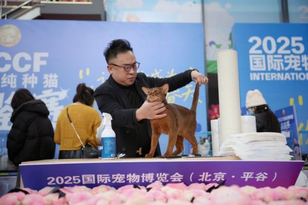 纯种猫品鉴赛上，一位裁判在给参赛猫打分。新京报记者 薛珺 摄