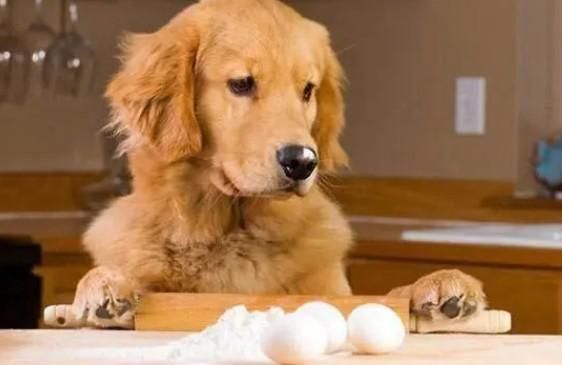 狗狗能不能吃蛋白