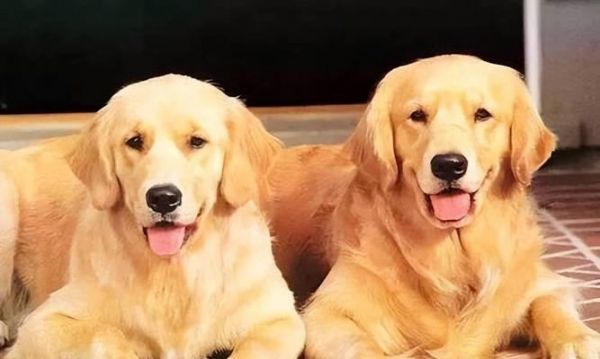 关注毛发健康，从饮食开始（关注毛发健康，从饮食开始）