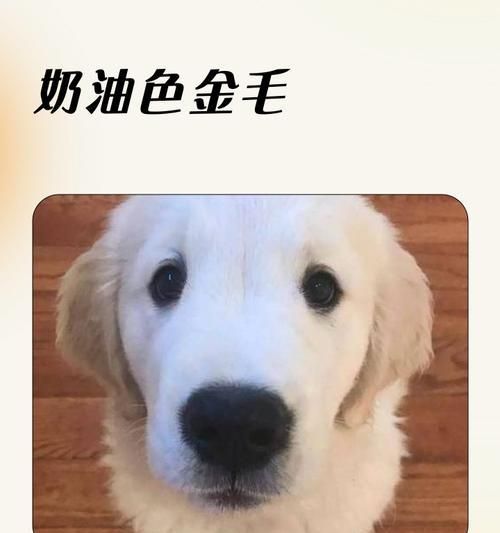 关注毛发健康，从饮食开始（关注毛发健康，从饮食开始）