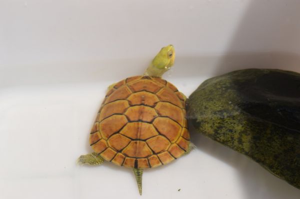 黄喉小青龟异常发黄？揭秘龟市“染色”背后的猫腻
