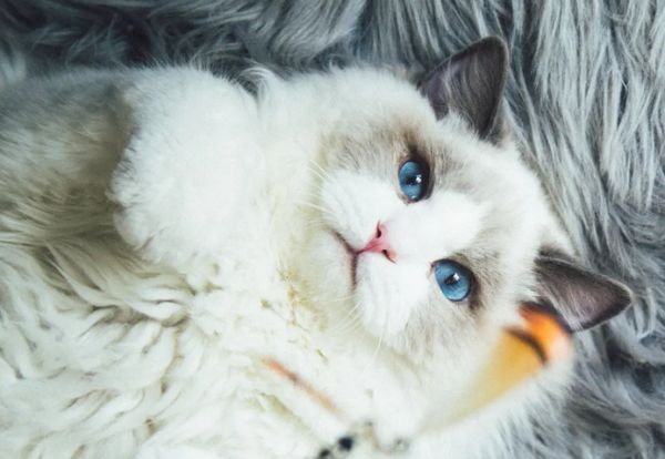 布偶猫怎么看公母？饲养须知哦~