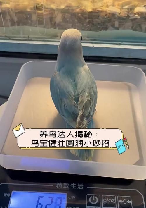 养鸟小知识（养鸟必读，八哥和鹩哥的饲养须知）