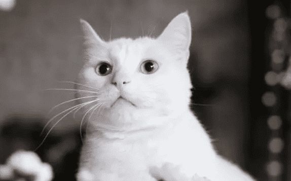 小猫脐带多久脱落？饲养须知~