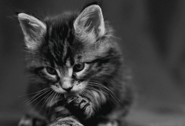 小猫脐带多久脱落？饲养须知~